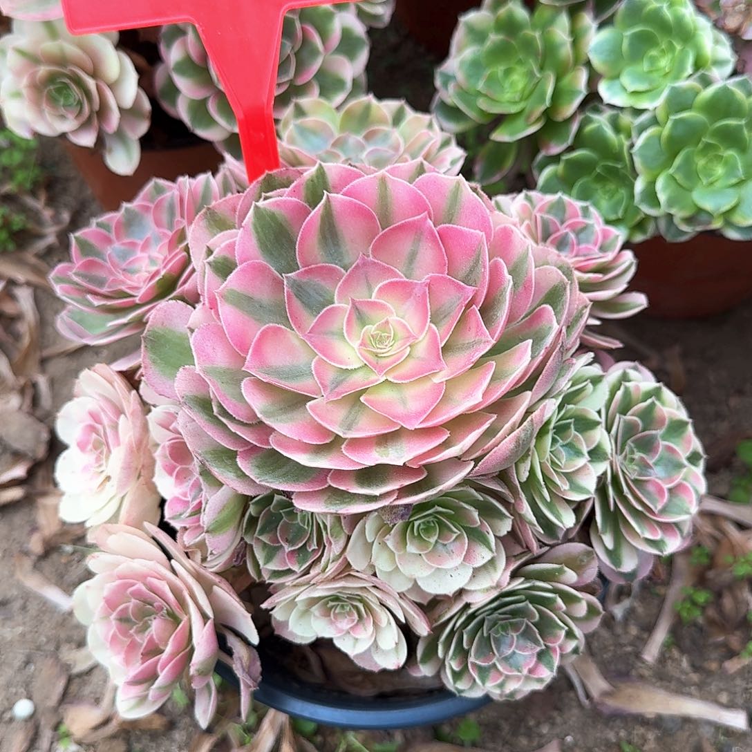 3-8525倾城多肉法师