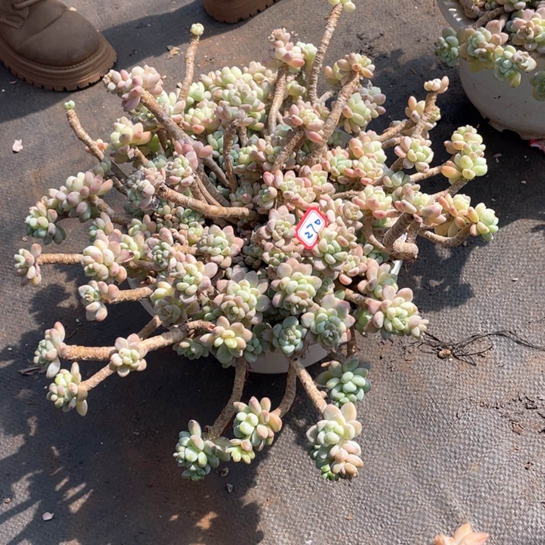 270劳尔 一物一拍多肉