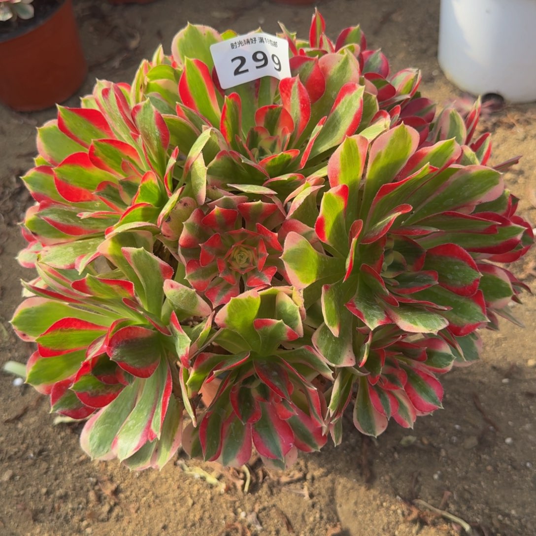 299妖月。多肉植物