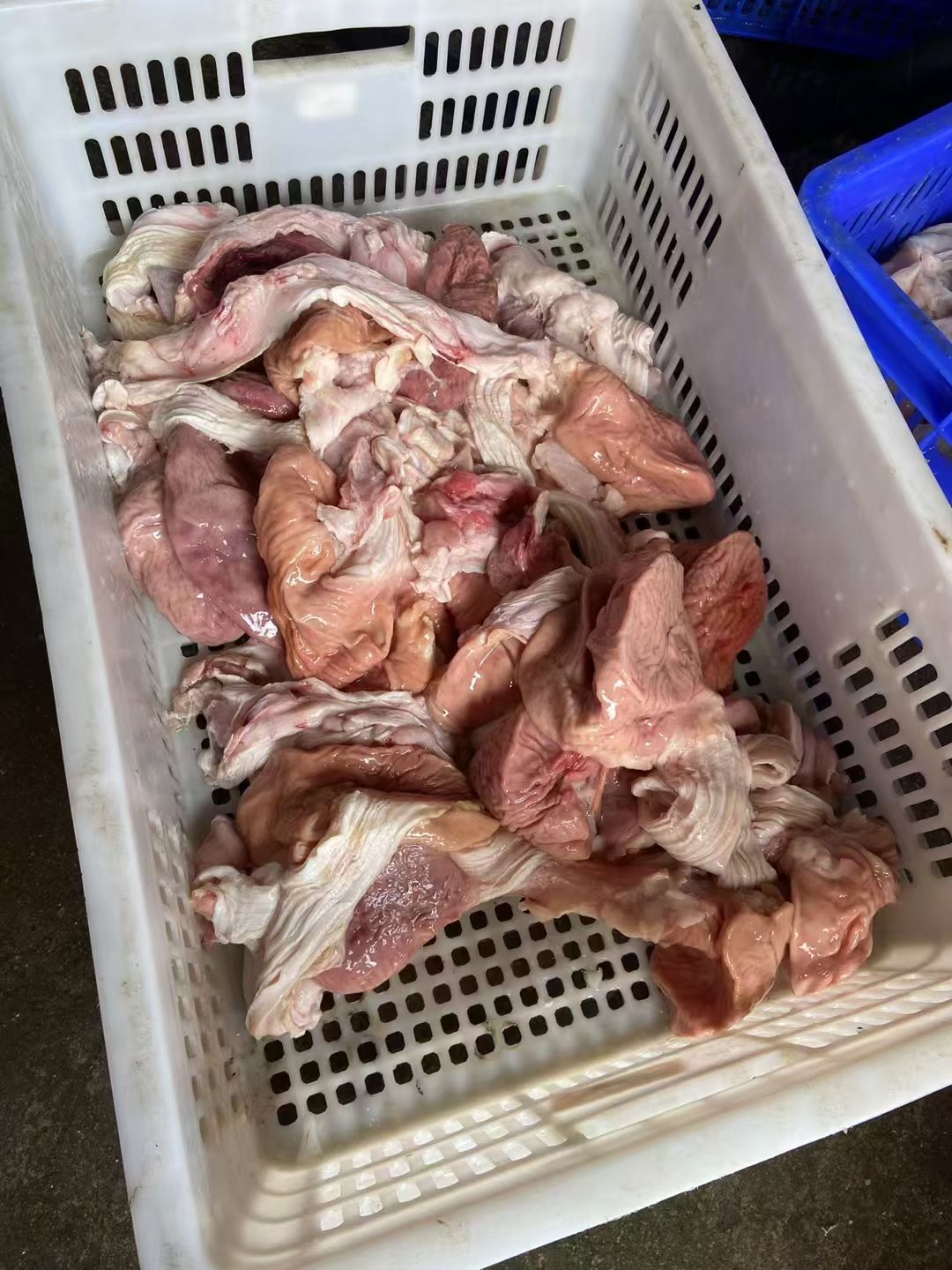 鳄鱼肚子 人工养殖鳄鱼 顺丰发货