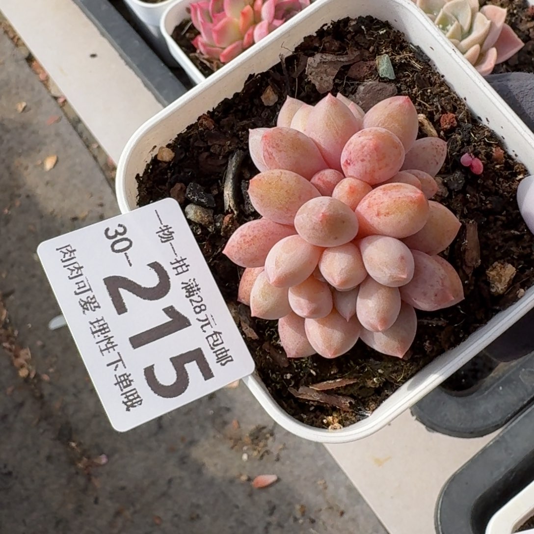 半夏无盆土发货无