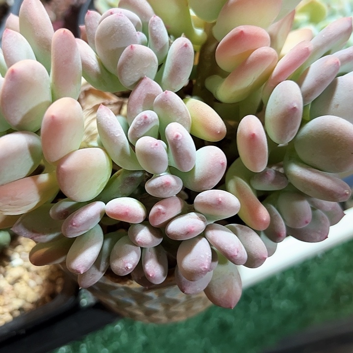 幸运的是我的朋友们