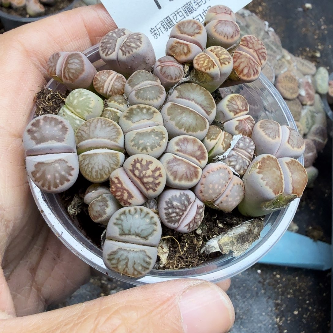 不要说对不起哦你不要156