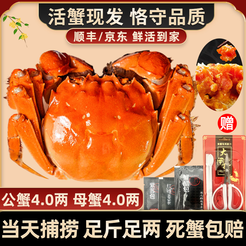 【活蟹现货】惠澄大闸蟹4两公蟹+4两母蟹8只+2只螃蟹鲜活饱满包邮