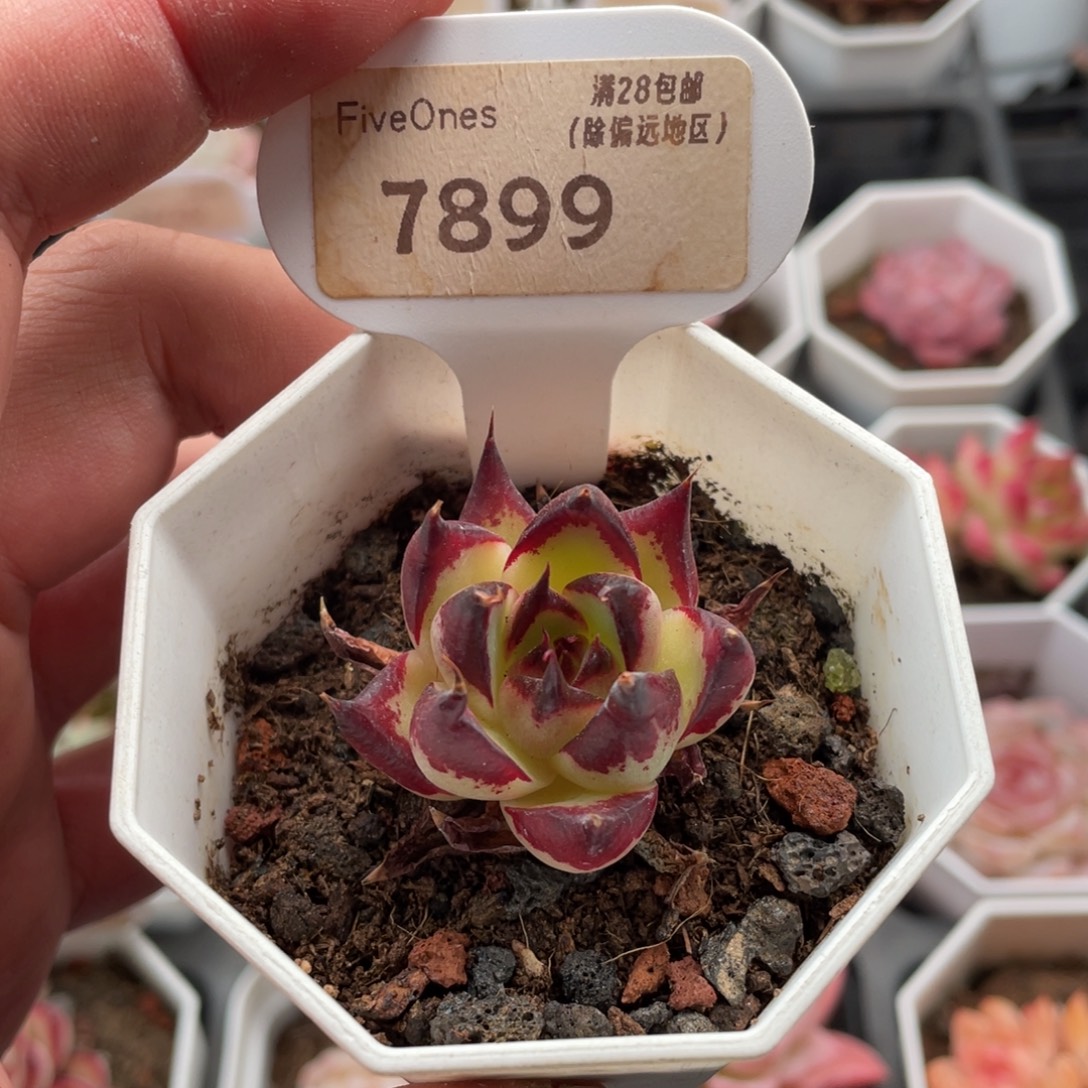 乌木7899-4.0厘米