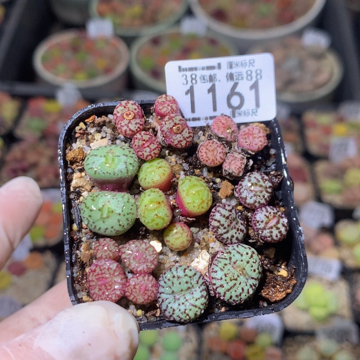 zzz精品生石花1161