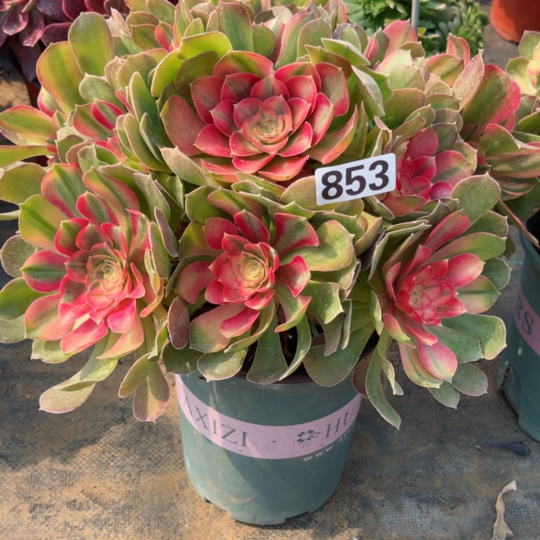 853香妃法师多肉植物