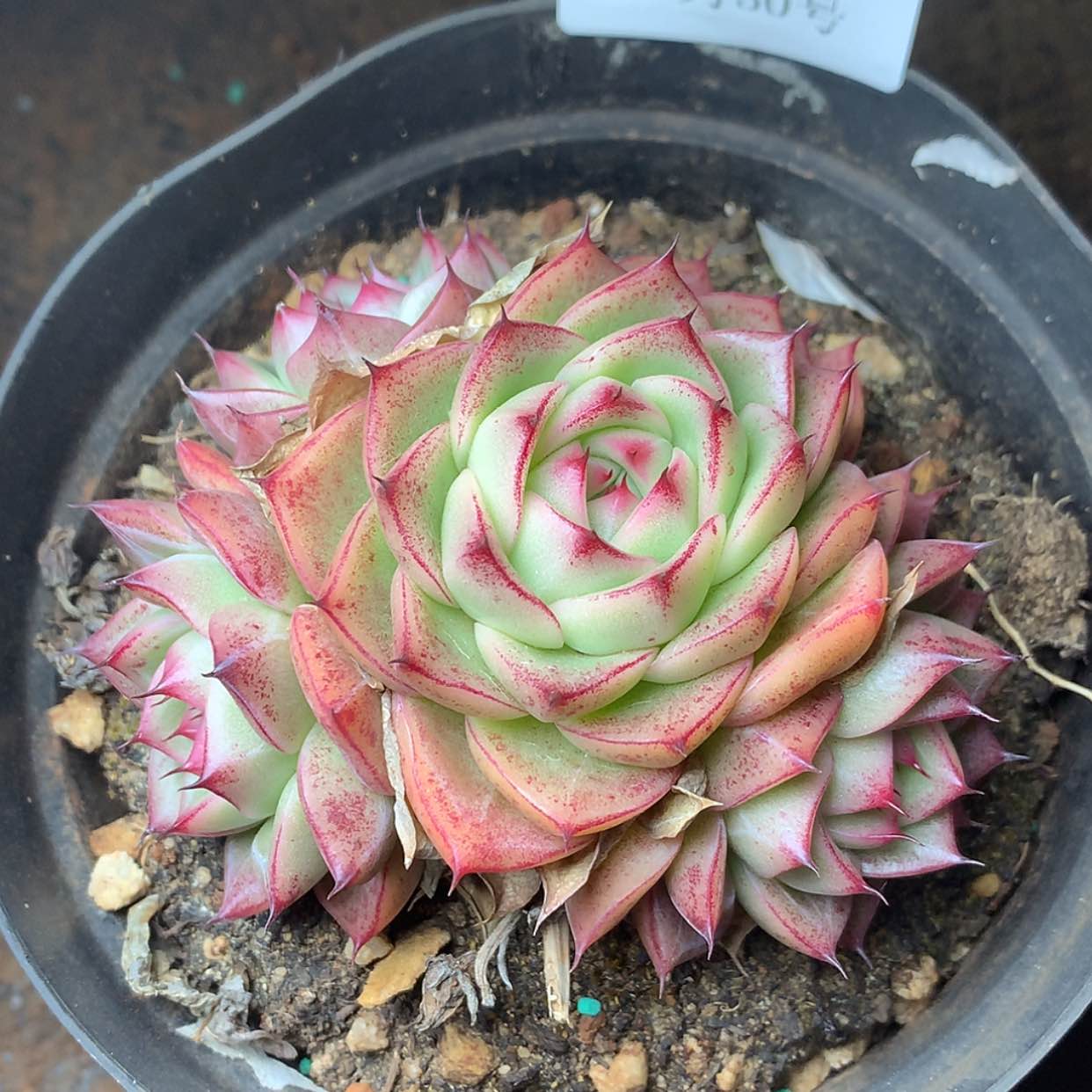 【闪购商品】云826号