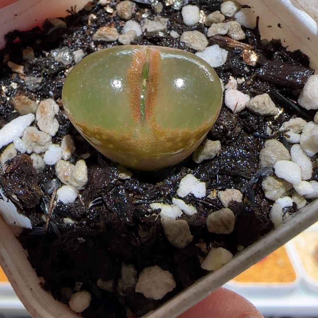 肉锥多肉植物百科-温莎城堡1626有疤