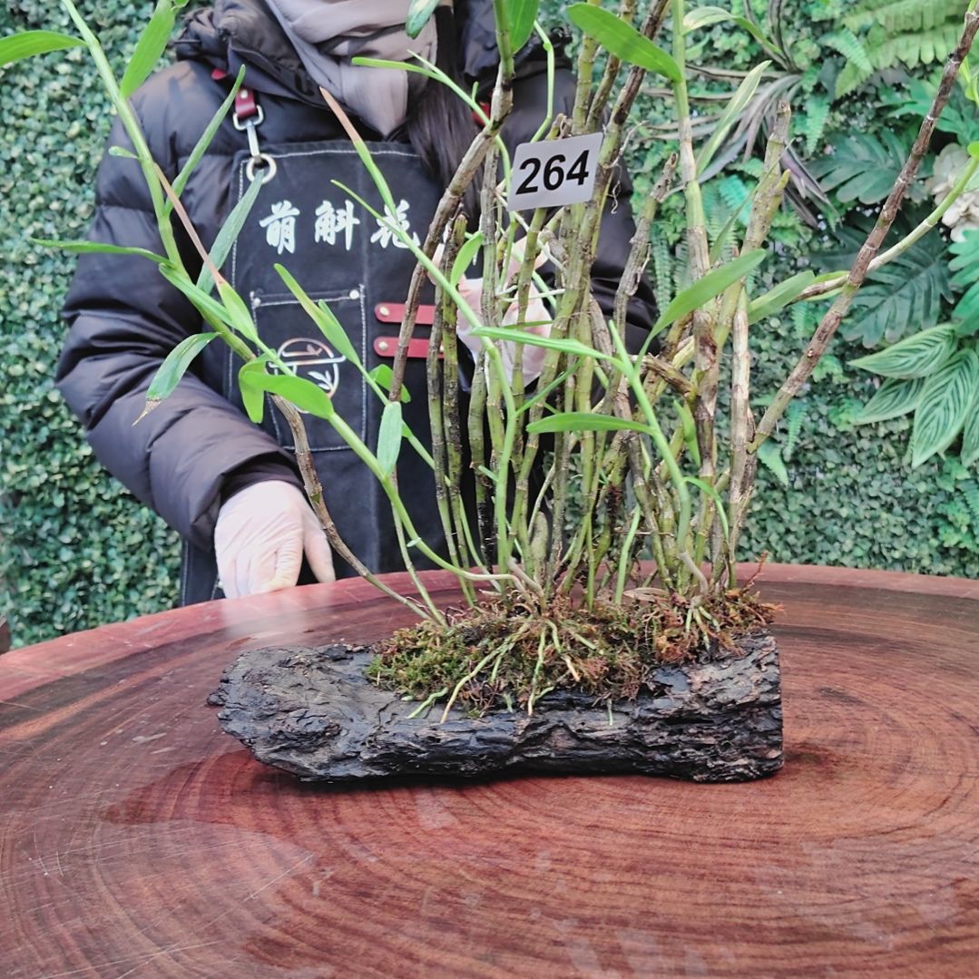 264重唇花卉植物花卉