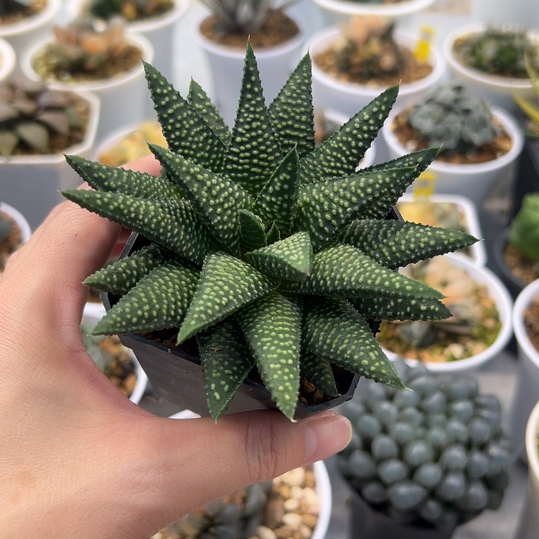 实生硬叶十二卷多肉植物
