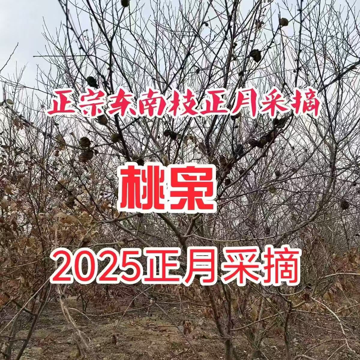 正宗毛桃正月老桃树桃枭桃核恋枝桃奴手串本命年饰品