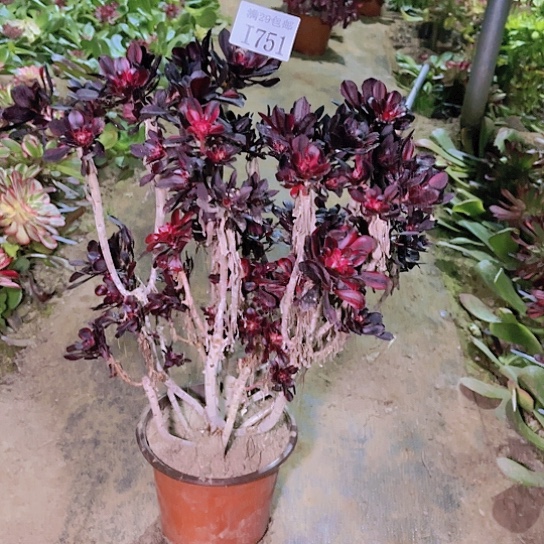 751香奈儿多肉植物