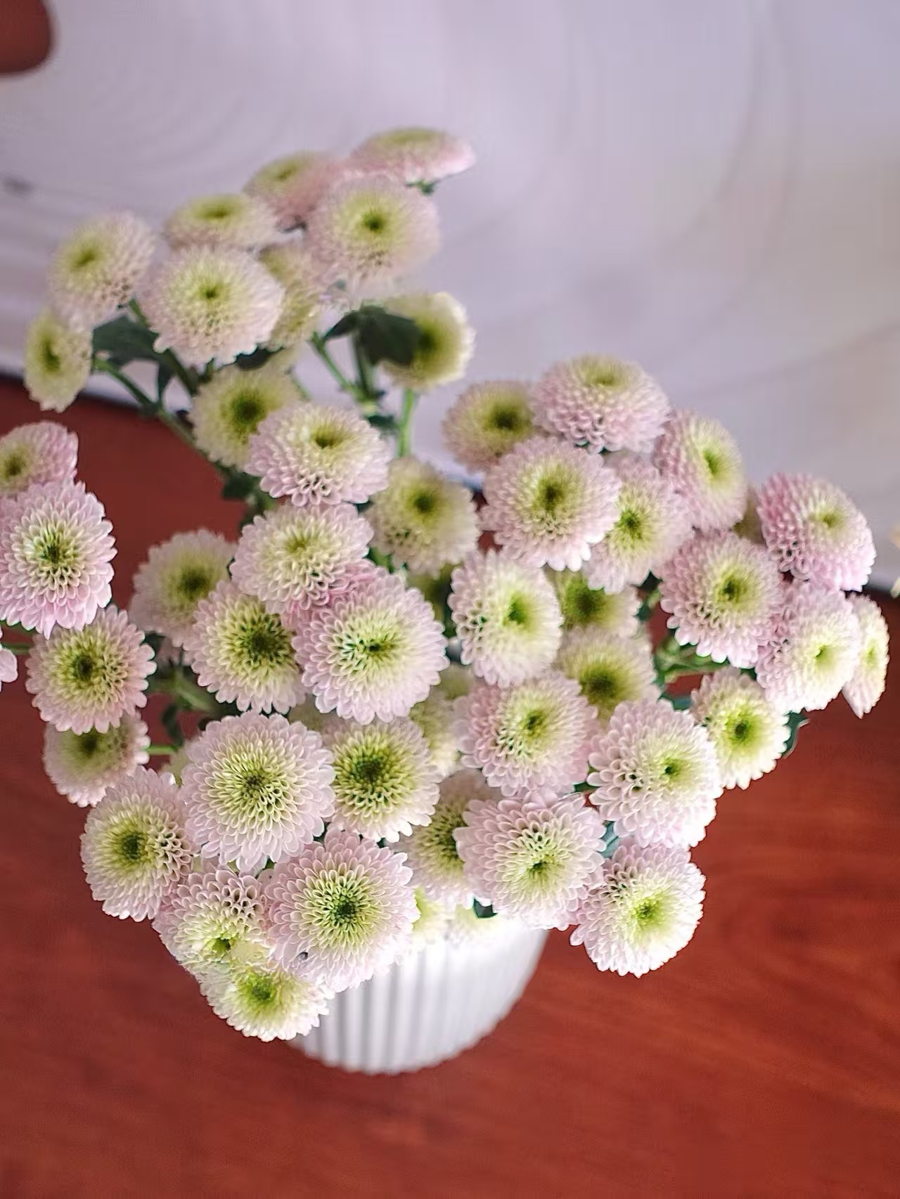 【源头一手价】杏粉科隆香水小雏菊一把   云南基地鲜花  家养水养