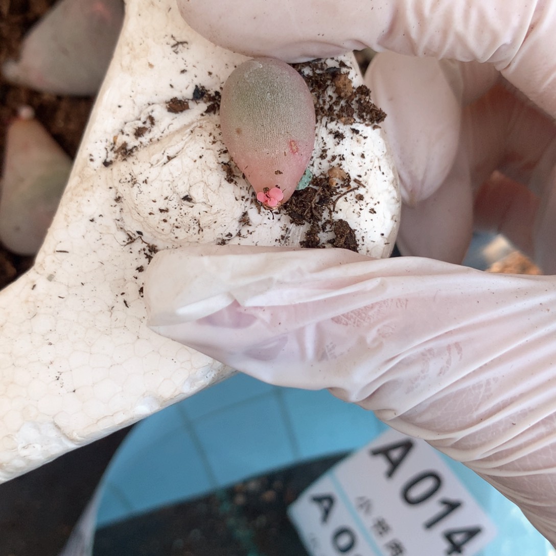 米可奶酪多肉 ，米可奶。