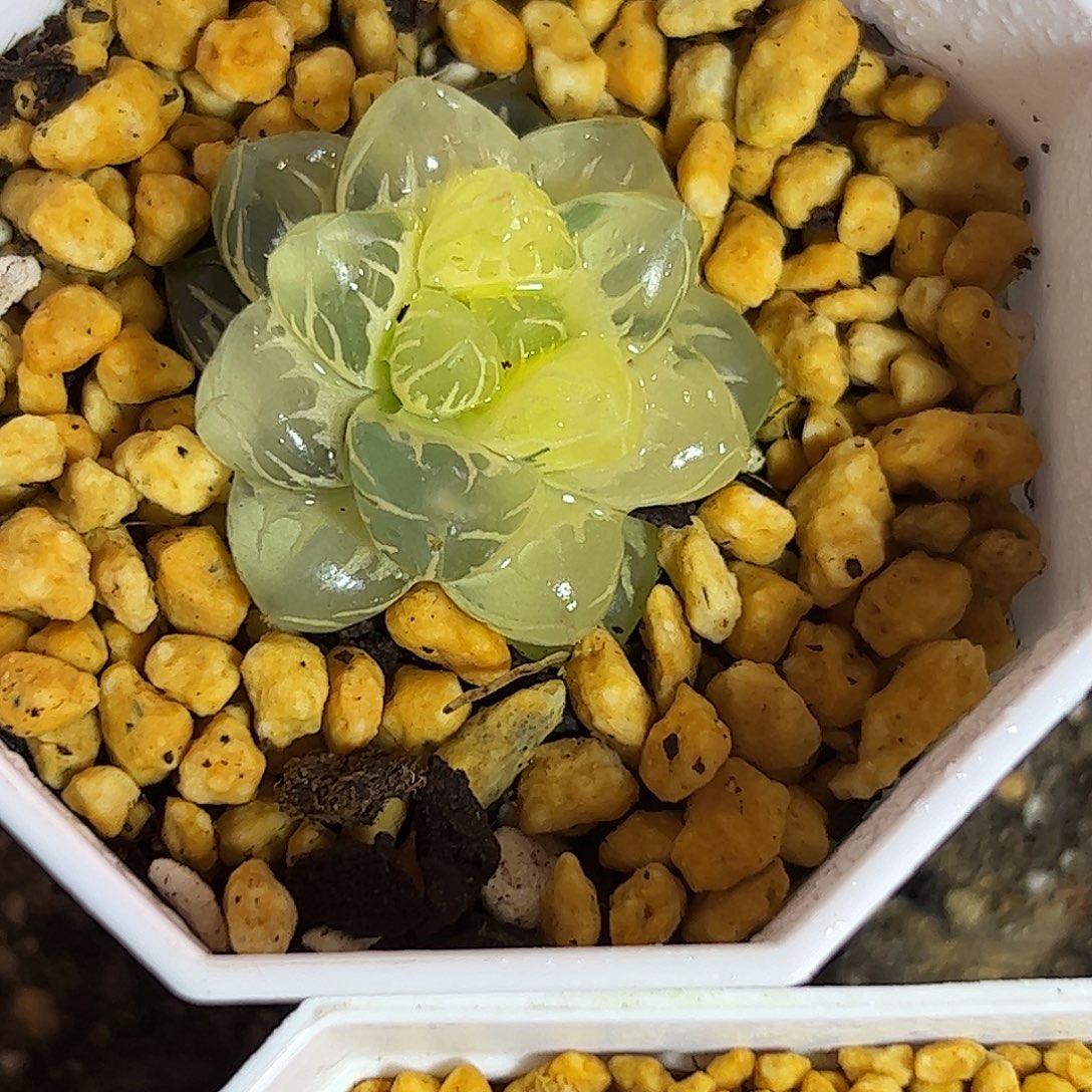 蓝***甜糊斑水中月锦十二卷多肉