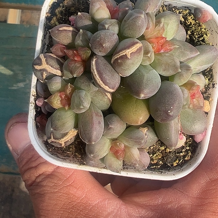 四头青璃11111111111