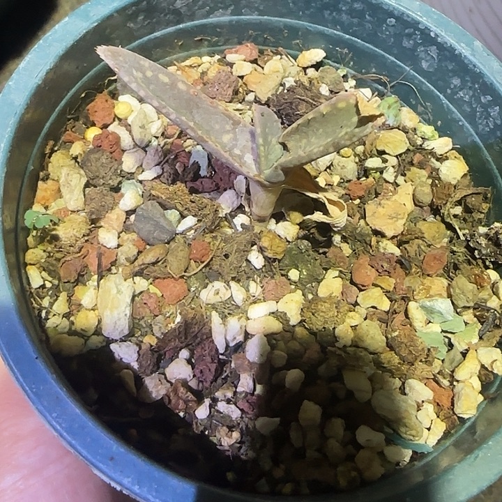 阿曼芦荟多肉植物