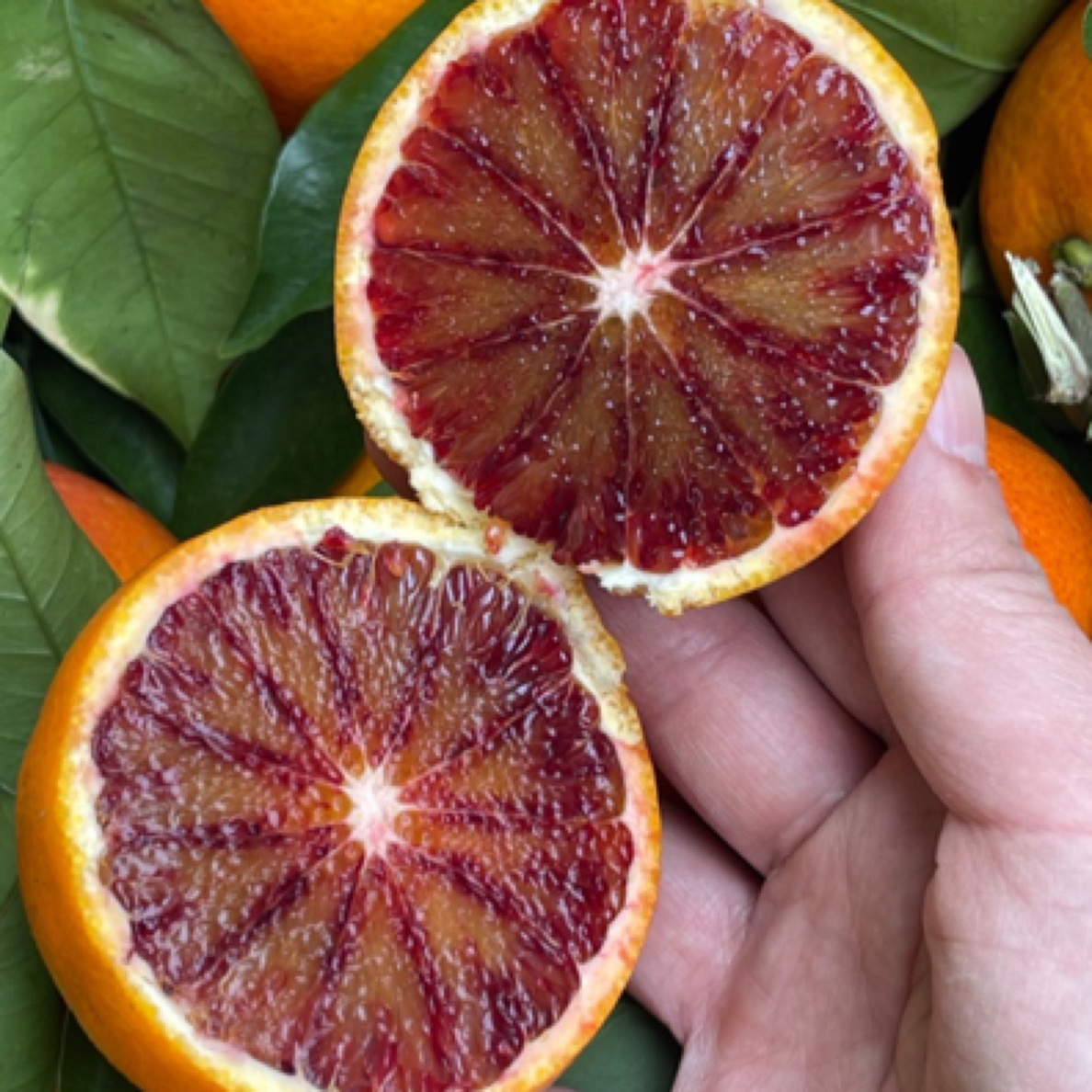 自家血橙10元三斤（不打药有点丑，果皮有点点戳伤，纯甜汁水足）