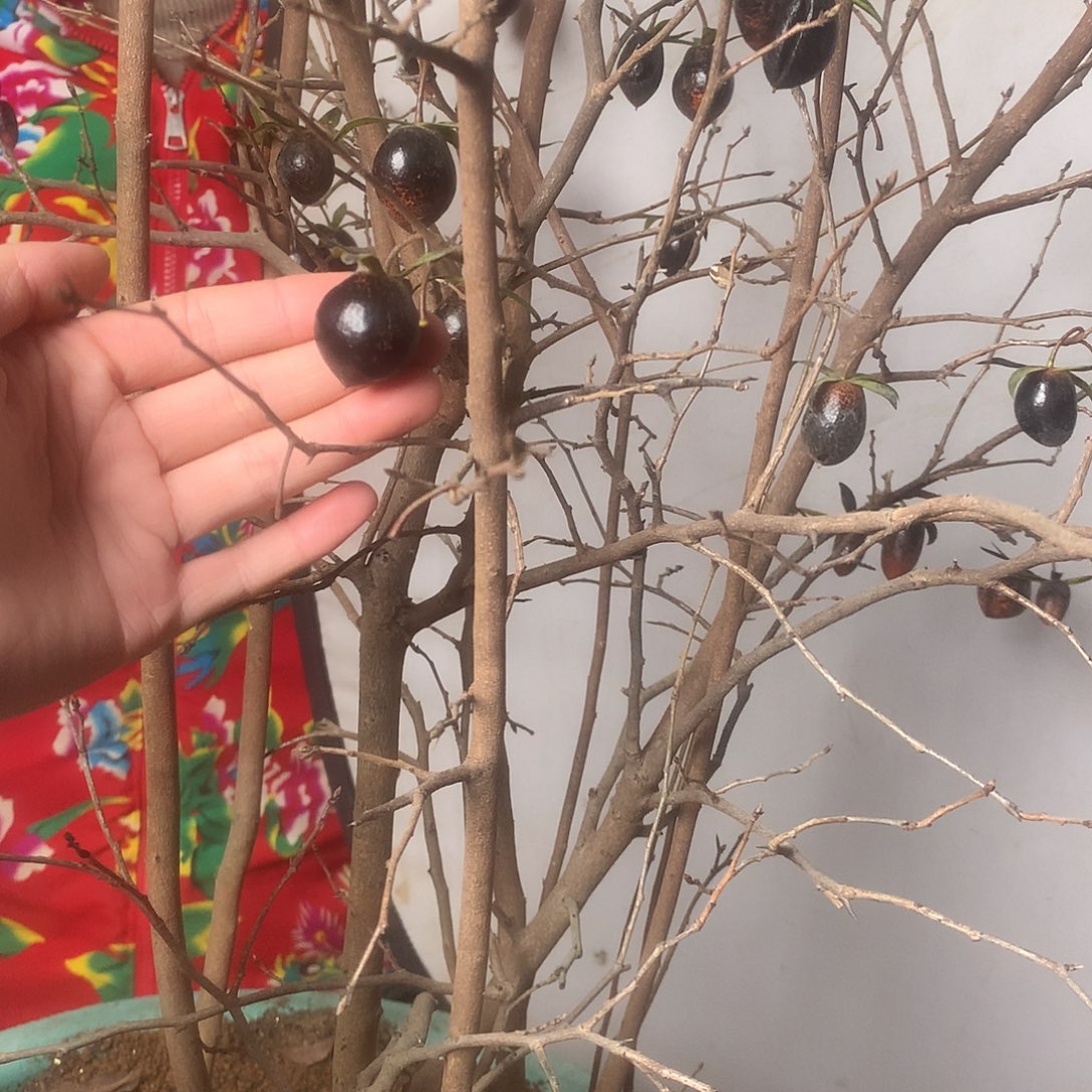 无花朵老鸦黑宝石