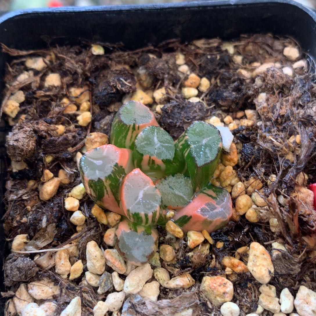 蜘蛛巢万象锦，带盆发货