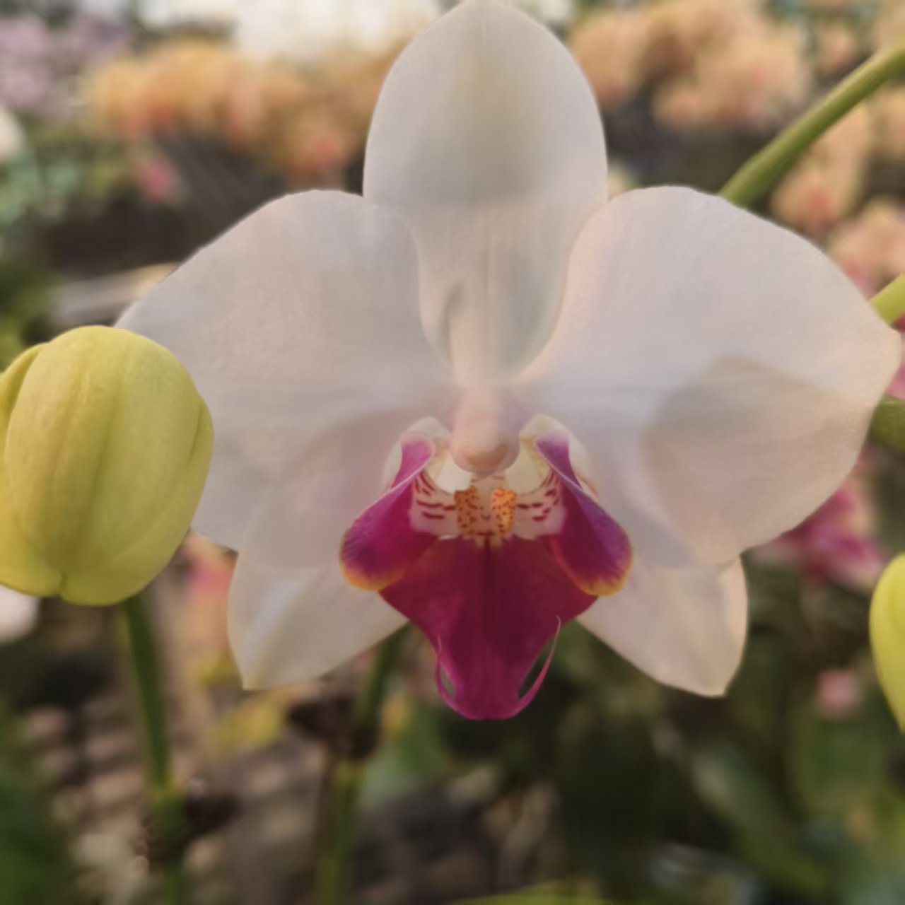 蝴蝶兰【小魔仙】梦幻浪漫室内高端花卉绿植