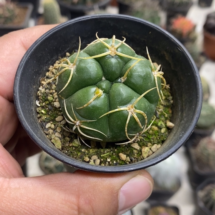 实生五棱海王特价