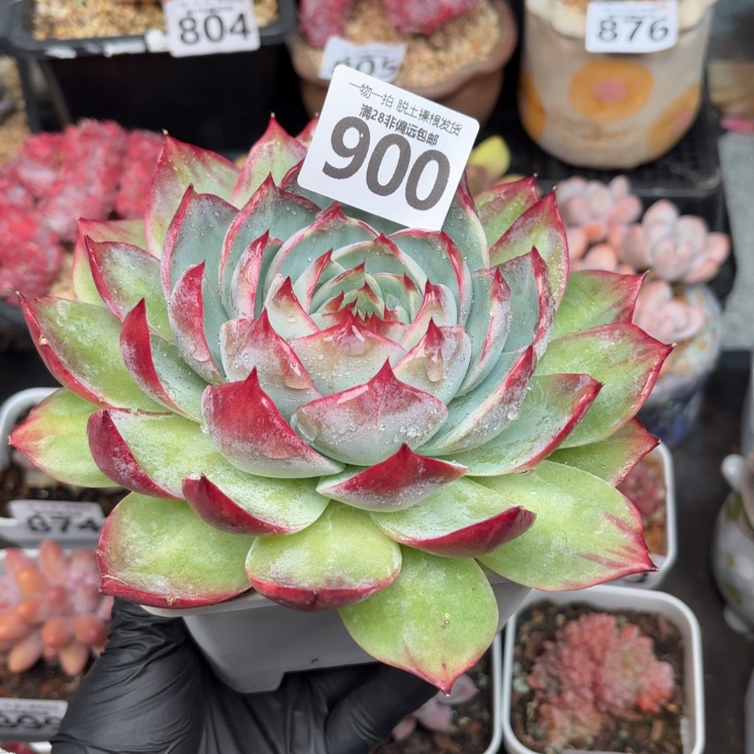 大惊鸿仙子无盆土发货