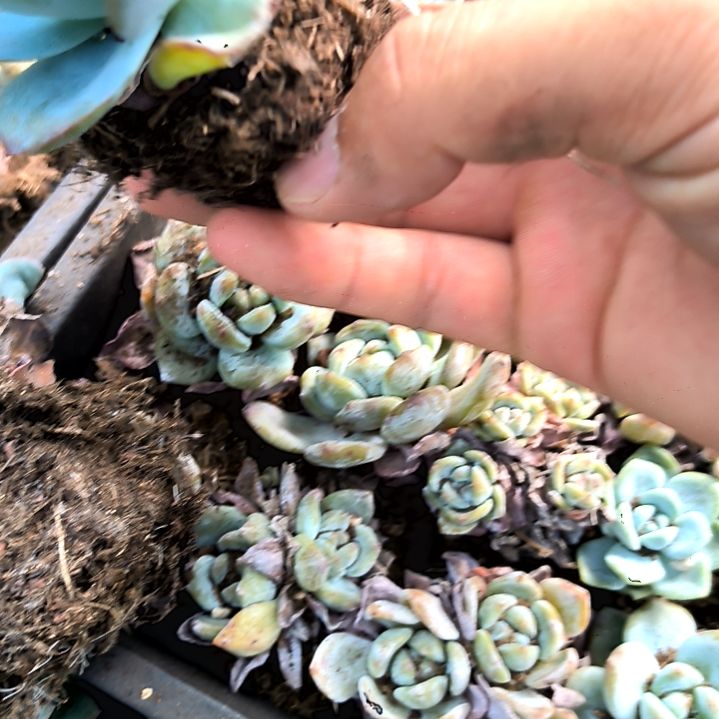 单头布鲁蓝，满5元包邮，