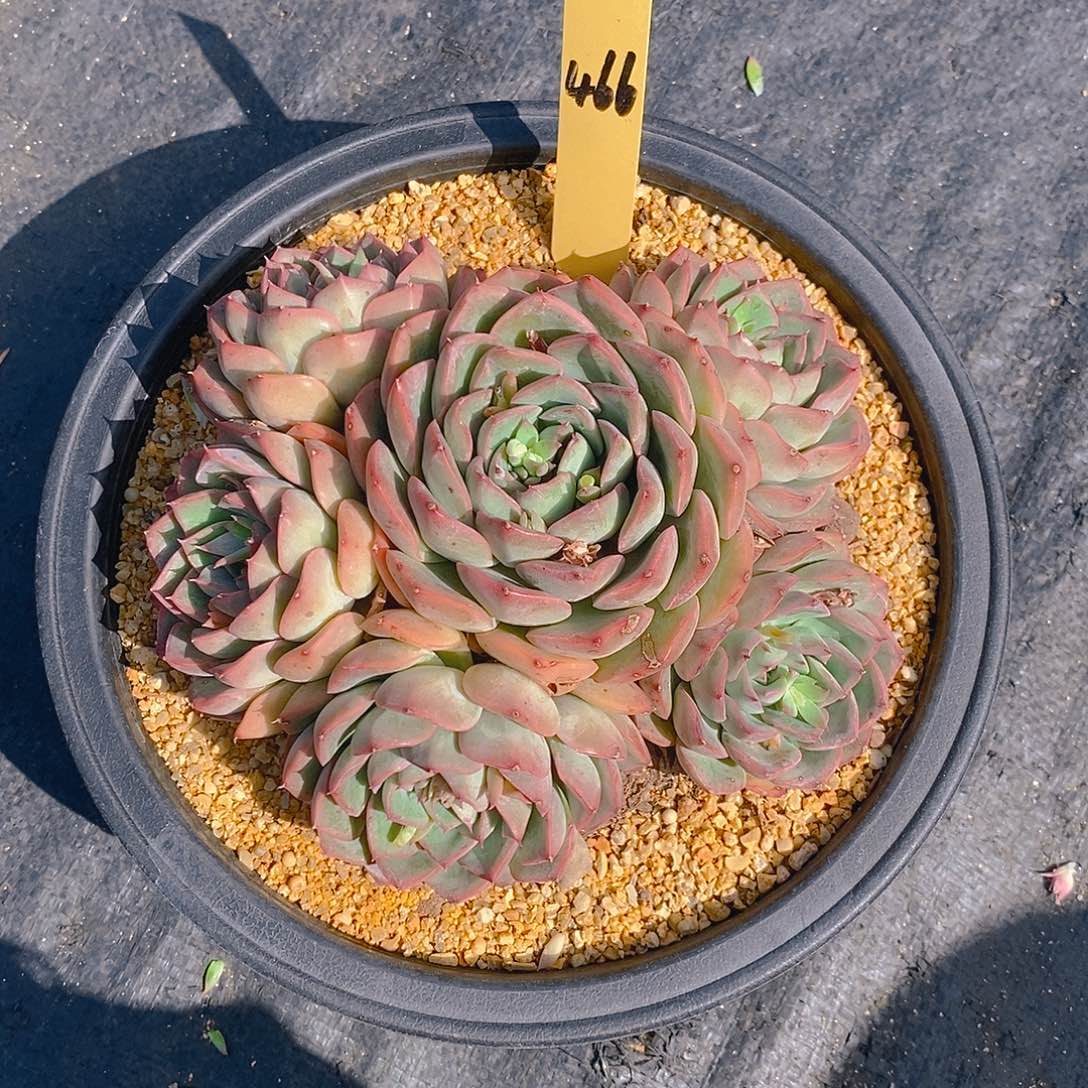 青*466多肉植物老桩