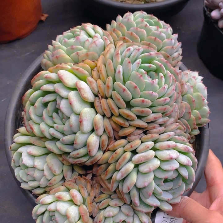 夏悦多肉0210-146白胖子