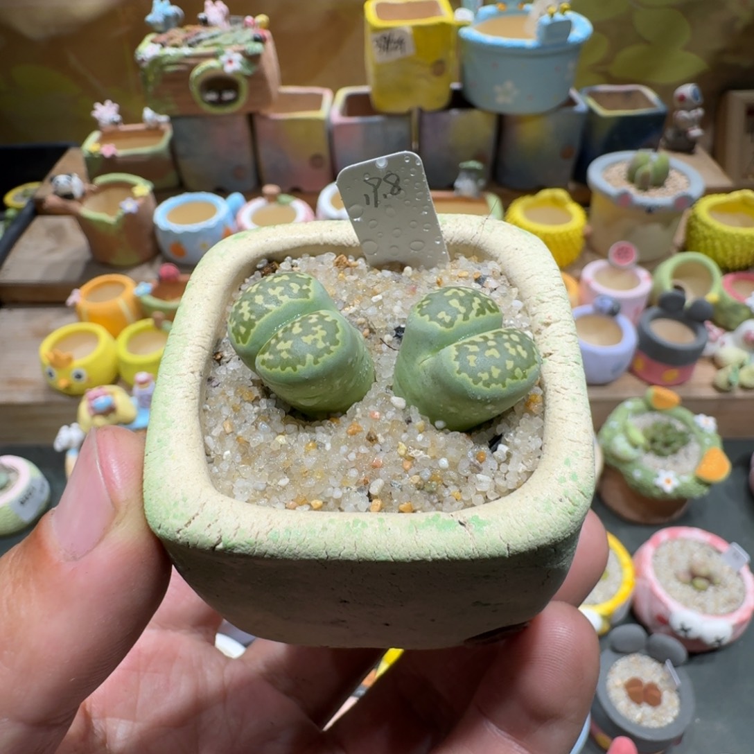 蘑菇1299绿孔雀多肉植物