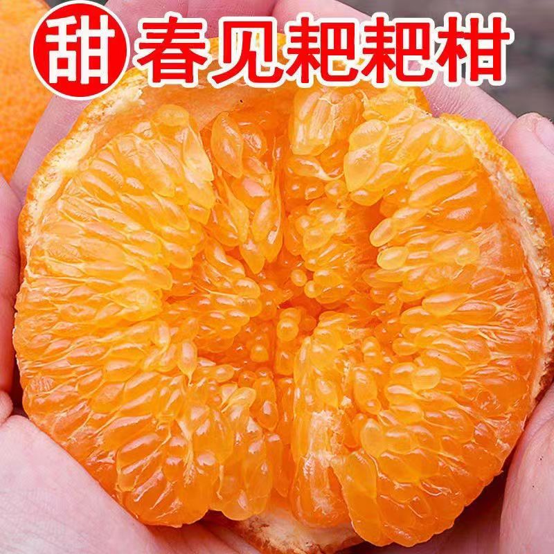 四川春见耙耙柑新鲜采摘孕妇水果爆甜多汁