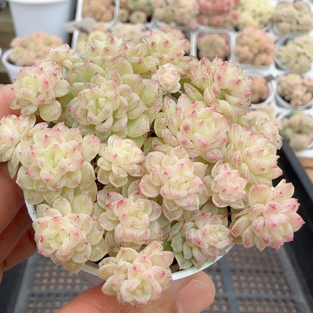 【闪购商品】0214-109花朵优选麦杆