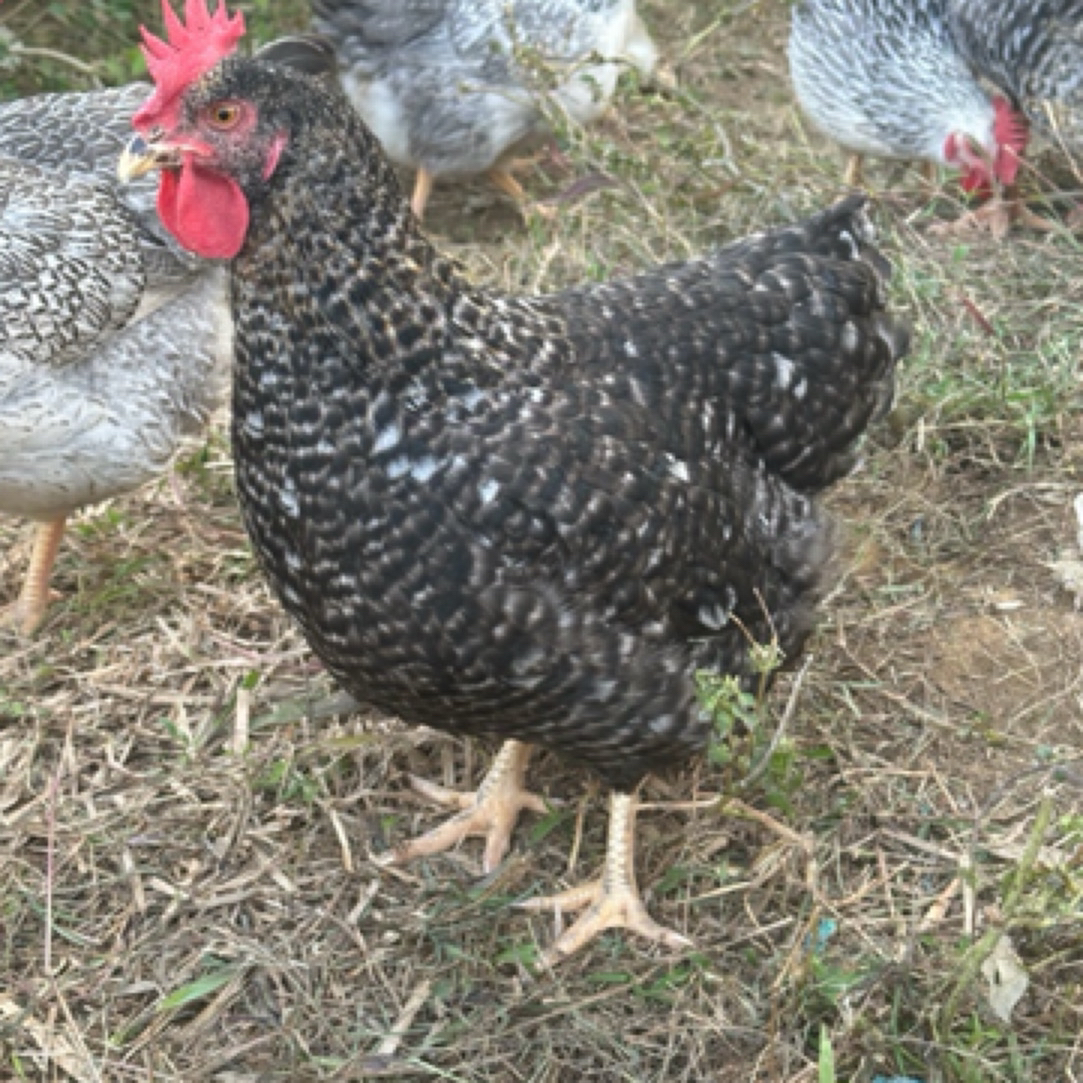 （芦花大母鸡两只）生鲜鸡 鲜甜美味 鸡肉紧实 （顺丰包邮）