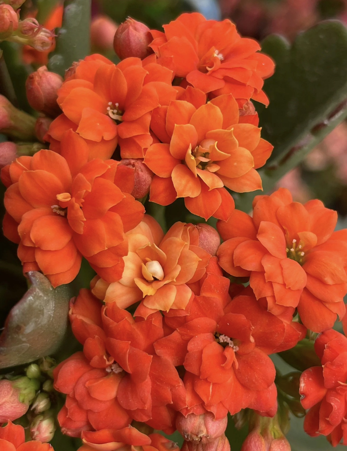 【火焰橙】【赛欧】130杯长寿花