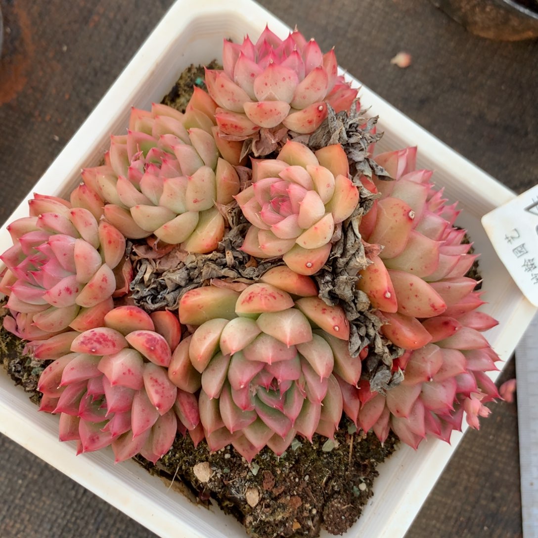 7824杂交精品基地12厘米