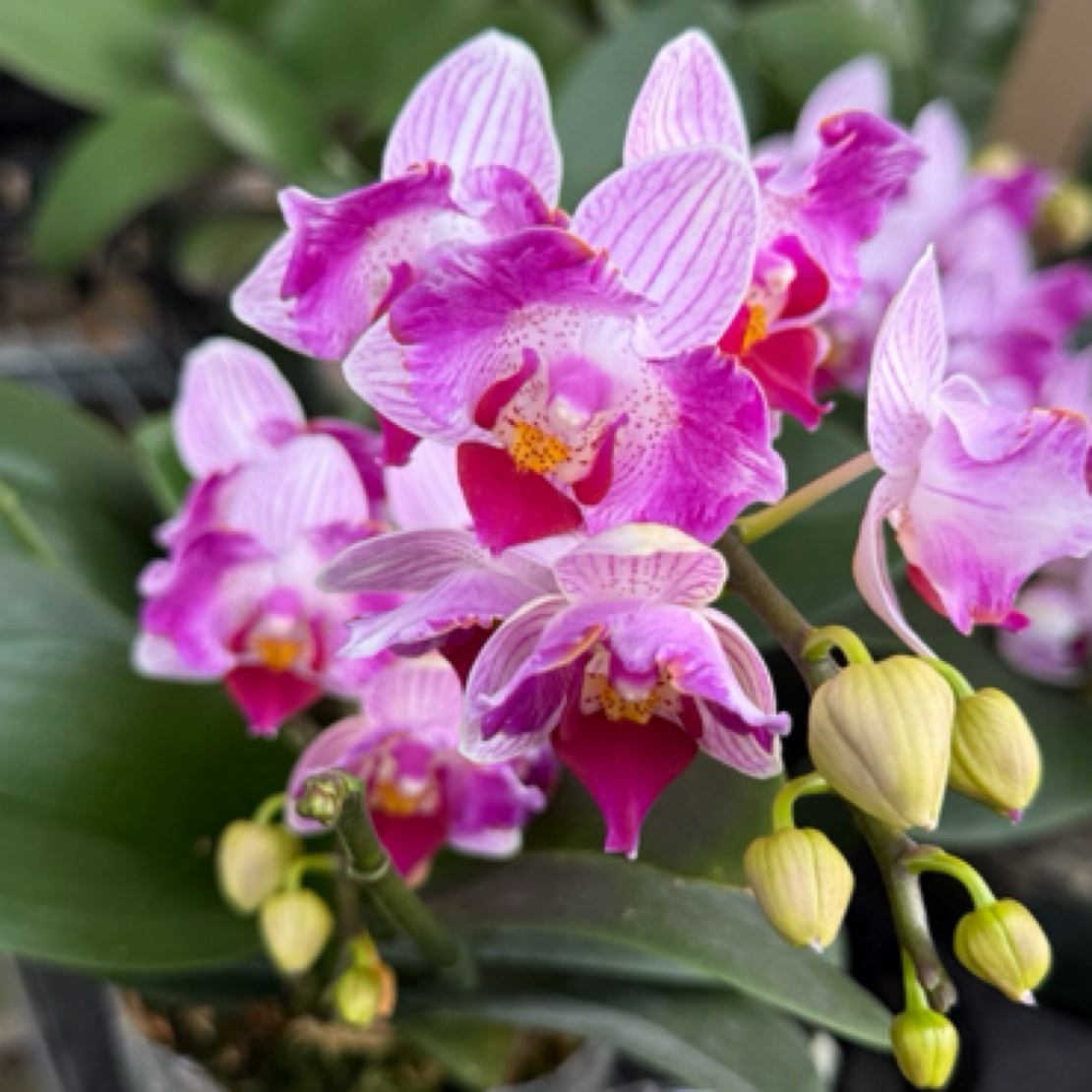 【谨硕兰艺】风铃蝴蝶兰3.5寸杯，两眼蕾丝变异品种，无花箭