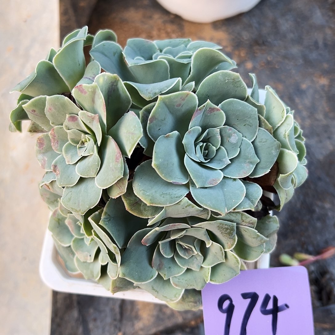 山地玫瑰绿体974号