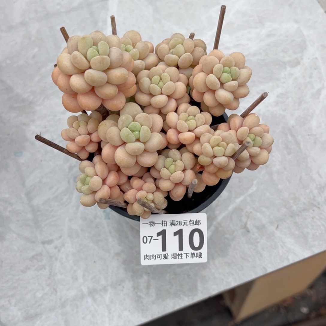 洛可可多肉多肉多肉多肉