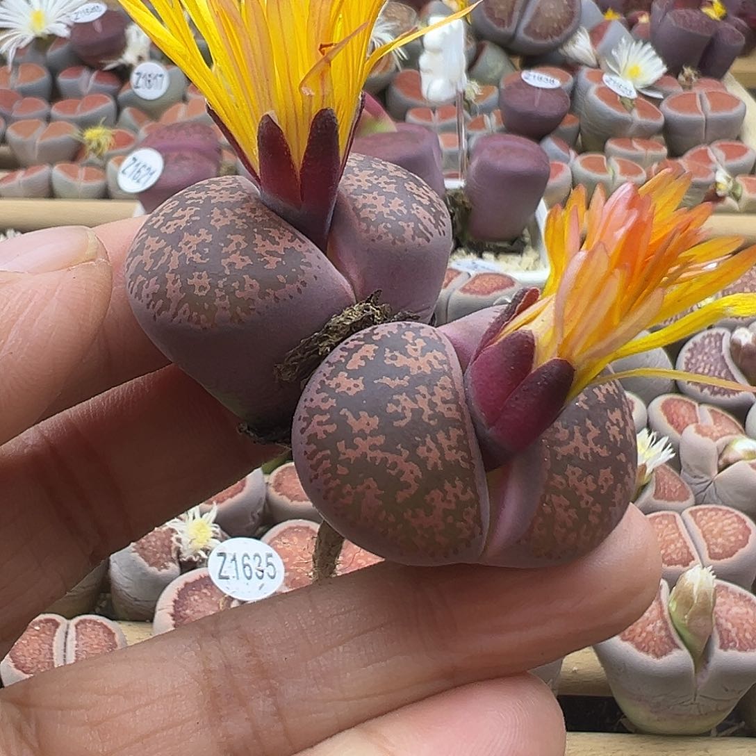 1641酒红身份不明确下播福利炸