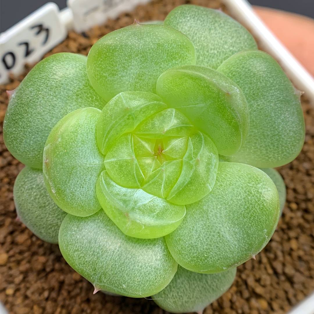 六号链接 f087-f105 框拍 12/26 花意匠多肉 加入购物车查看回放