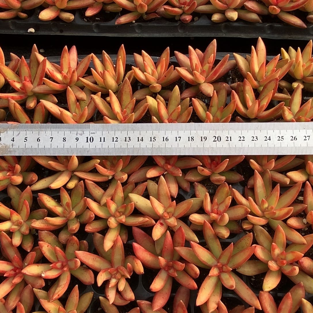 落日量拍满9.9包邮