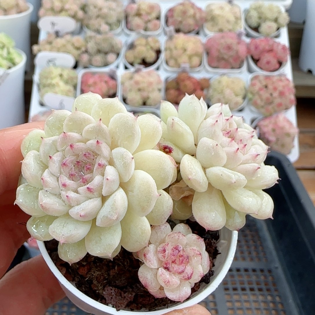 【闪购商品】0124-8小魔仙优选