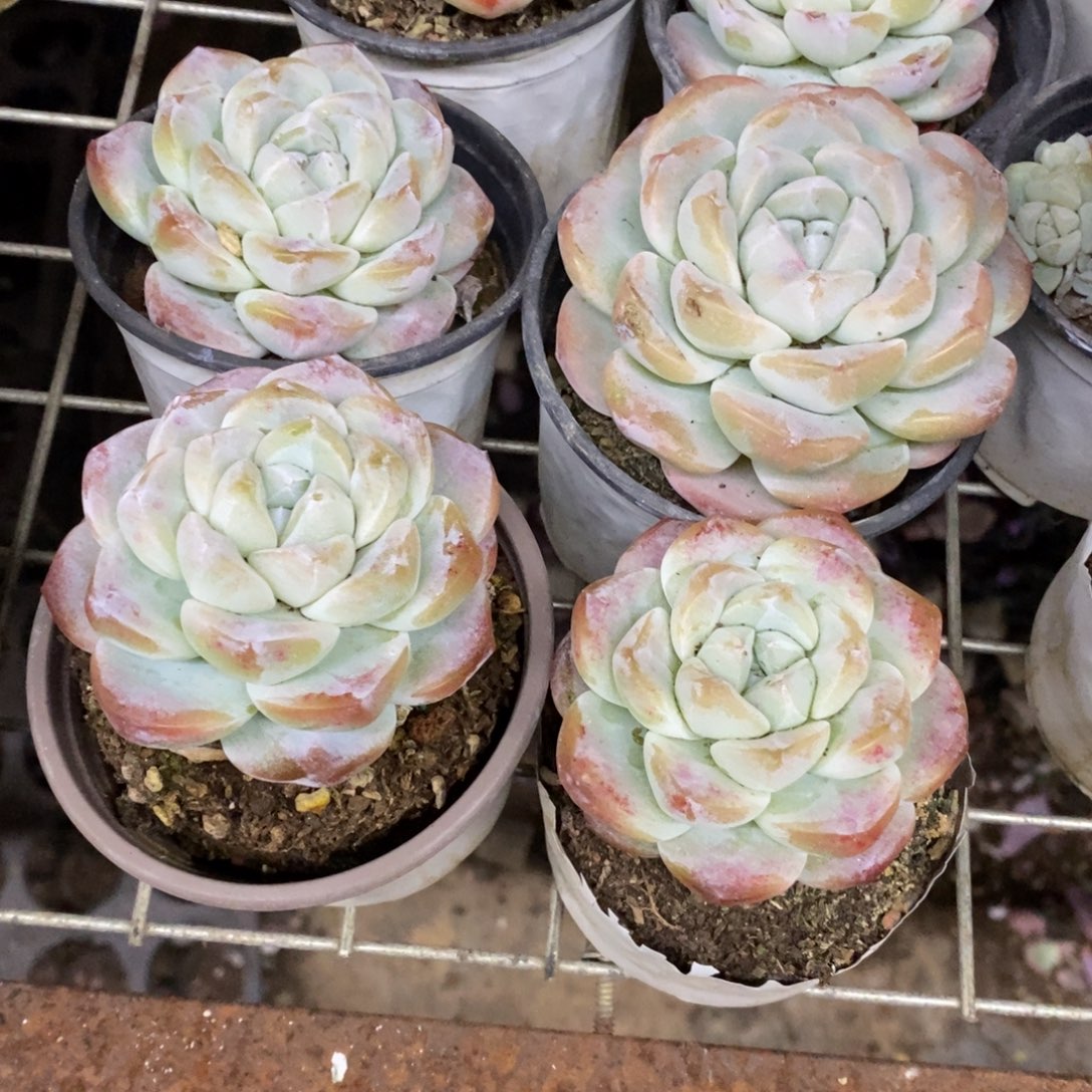 冰玉单头精控小老桩四盆，90杯