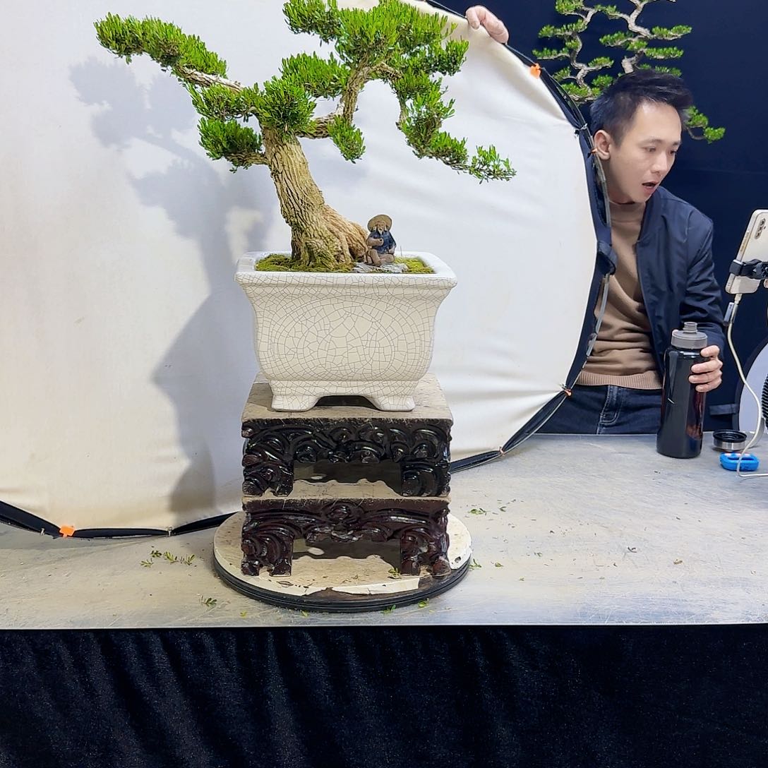 高端盆景艺术作品
