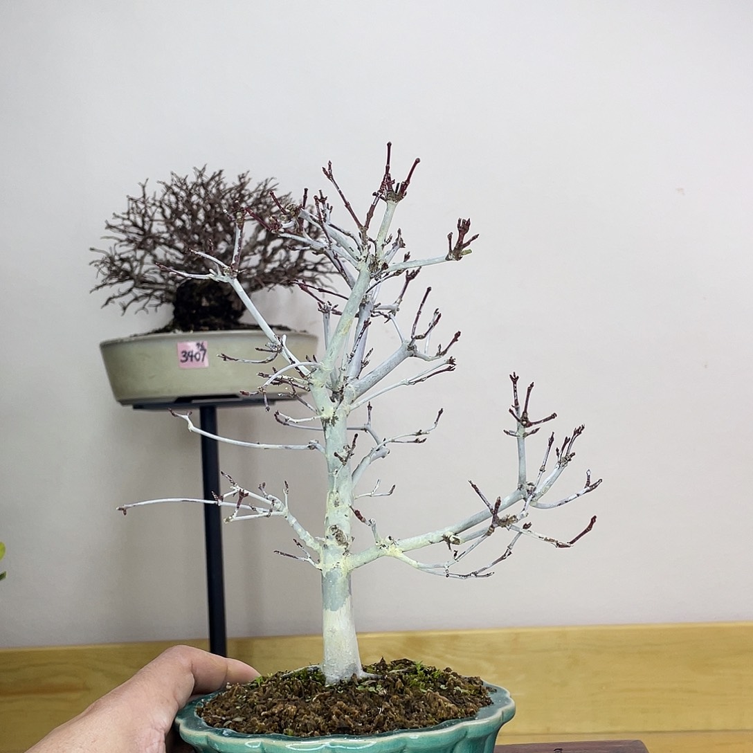 木本出猩猩红枫盆栽