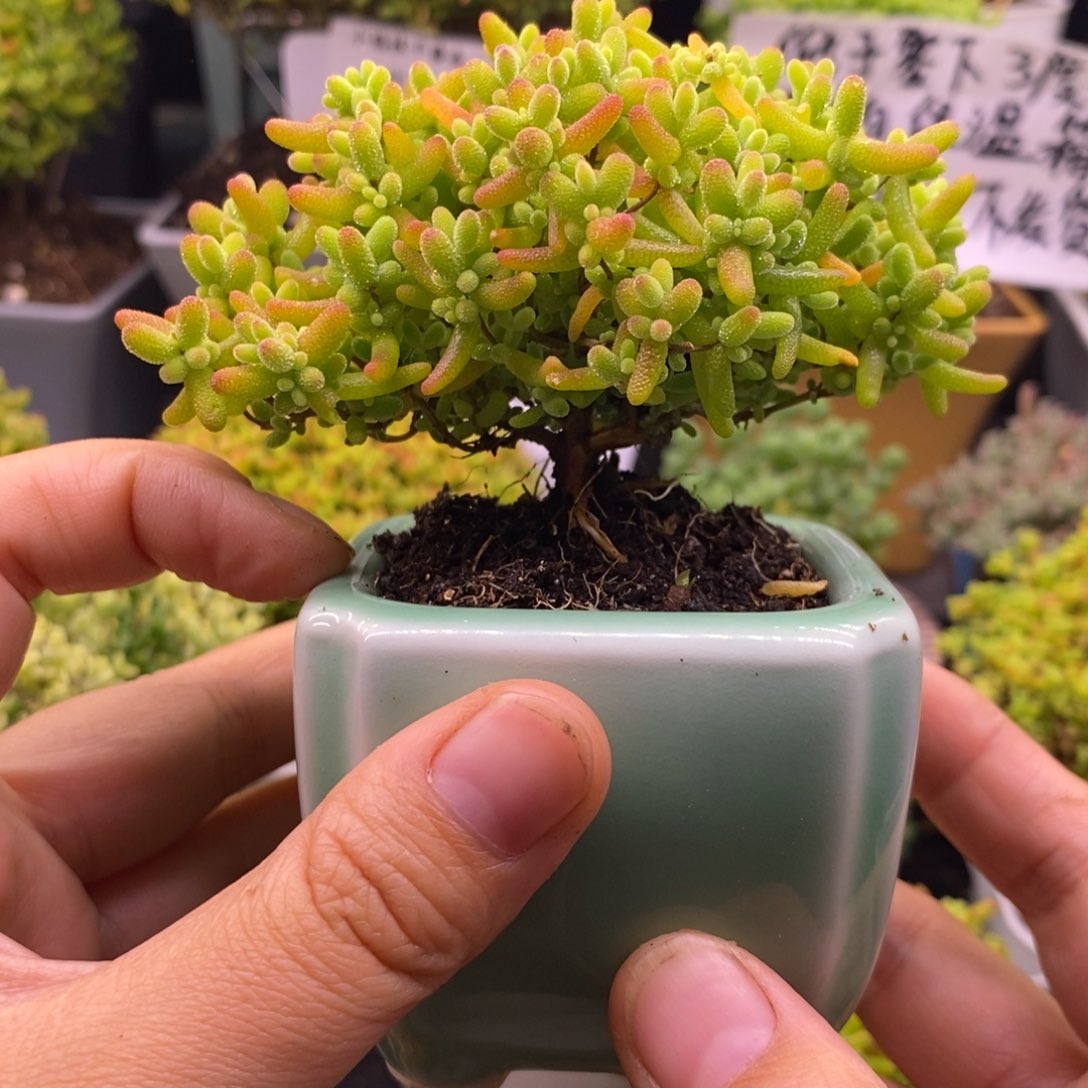 804金橘带盆。   