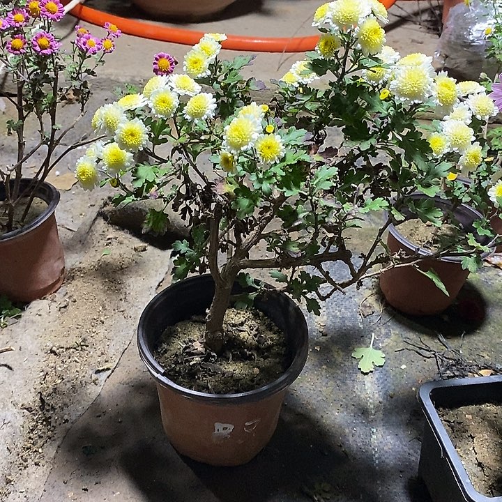 雲***淡完全开放菊花开花了
