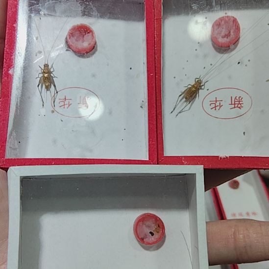 の***走蟋蟀新华大黄蛉十霍式
